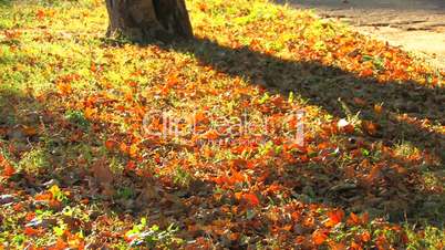 HD Colorful autumn leaves on the ground, defocused