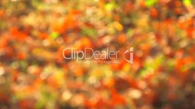 HD Colorful autumn leaves on the ground, defocused
