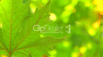 HD Single fresh green leaf