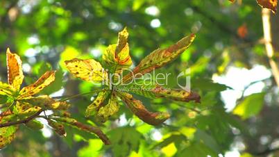 HD Tree branch with autumnal leaves, closeup