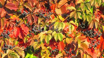 HD Wildgrape branch with red leaves, closeup