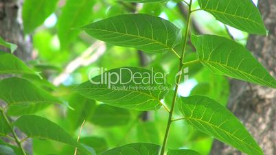 HD Tree branch with green leaves, closeup