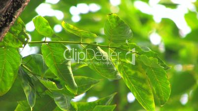 HD Tree branch with green leaves, closeup