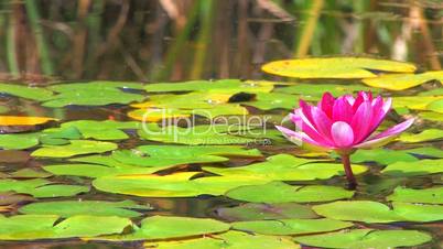 HD Shining pink water lily surrounded by floating leaves, closeup