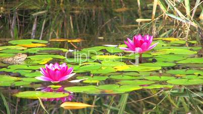 HD A little frog and shining pink water lilies surrounded by floating leaves