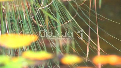 HD Water surface with reeds, closeup