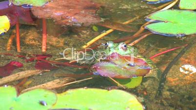 HD A little frog surrounded by floating leaves