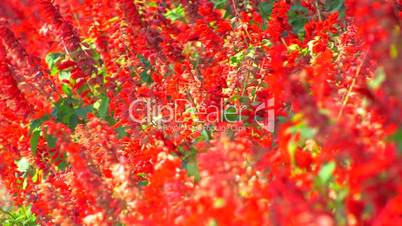 HD Red flowers, closeup