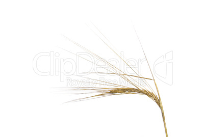 Gerste - Barley 01