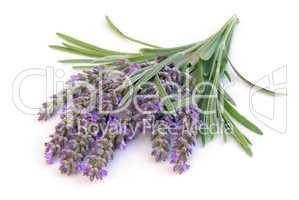 Lavendel freigestellt - lavender isolated 02