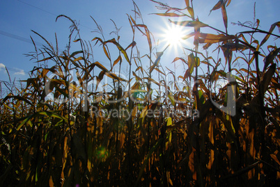 Maisfeld im Herbst - corn field in fall 02