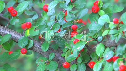 HD Twig with bright red berries