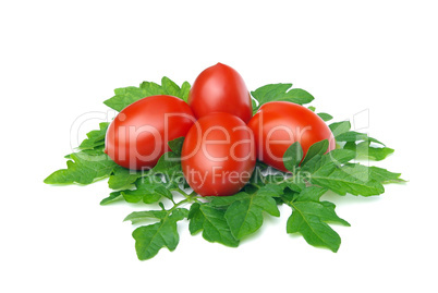 Tomate - tomato 17