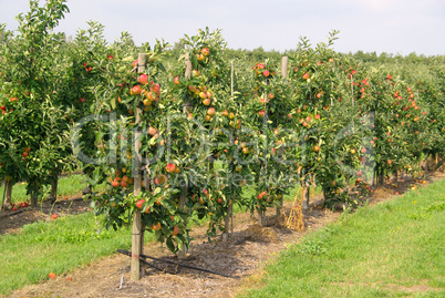 Apfel am Baum - apple on tree 80