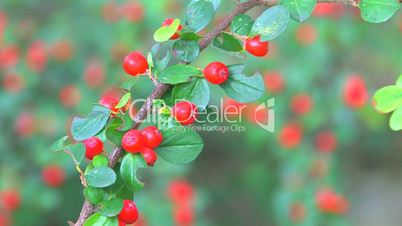 HD Twig with bright red berries