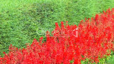 HD Red flower bed and green grass, Panorama