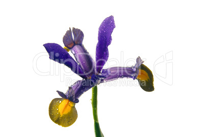 Holländische Iris - Iris hollandica 02