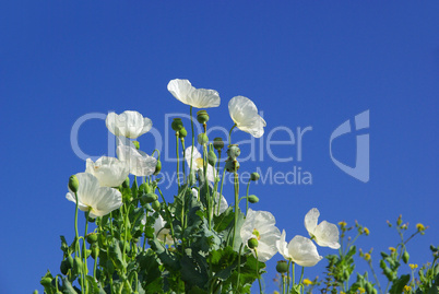 Mohn -  poppy 30