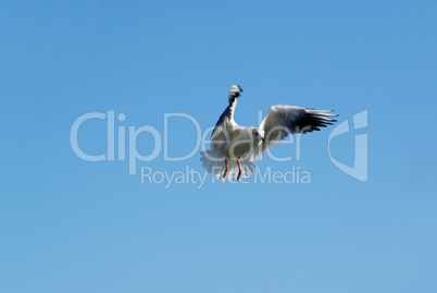 Möwe im Flug - gull flying 01