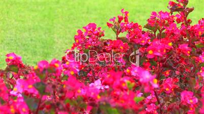 HD Pink flowers and green grass background