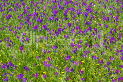 Natternkopf, Wegerichblättriger - Purple Vipers Bugloss 07