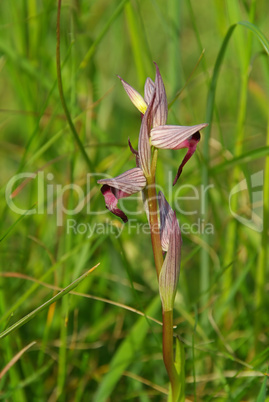 Orchidee Zungenstendel - orchid Serapias 02