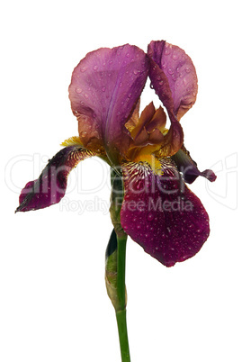 Schwertlilie - iris 35
