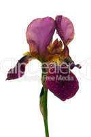 Schwertlilie - iris 35