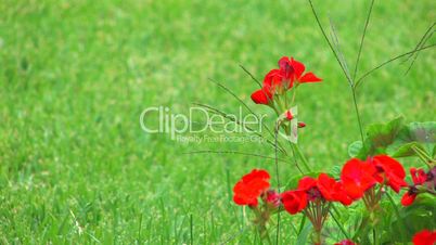 HD Red flowers and green grass background