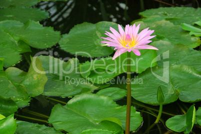 Seerose - water lily 20