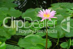 Seerose - water lily 20