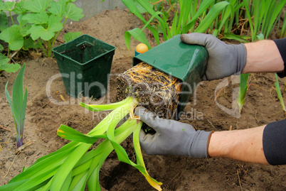 Taglilie pflanzen - planting a daylily 03