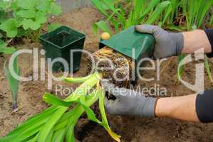 Taglilie pflanzen - planting a daylily 03