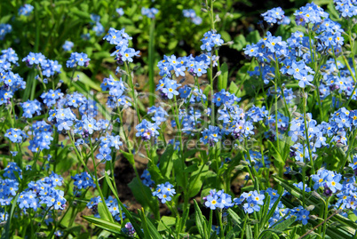 Vergissmeinnicht - forget-me-not 01