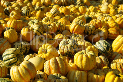 Zierkürbis - ornamental pumkin 13