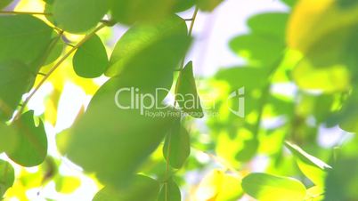 HD Moving tree branch with green leaves isolated on white