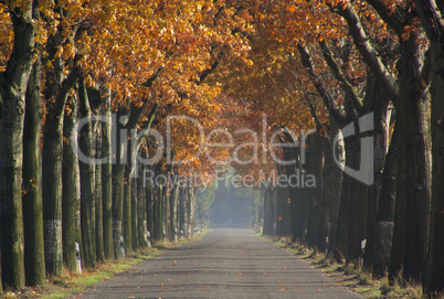 Allee im Herbst - avenue in fall 07