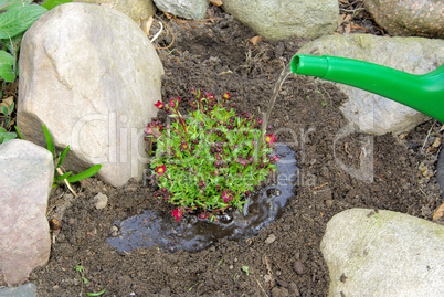 Einpflanzen Moossteinbrech - planting a saxifraga bryoides 07