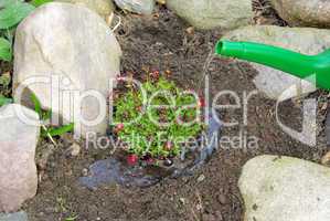 Einpflanzen Moossteinbrech - planting a saxifraga bryoides 07