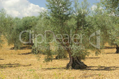 Olivenhain - olive grove 12
