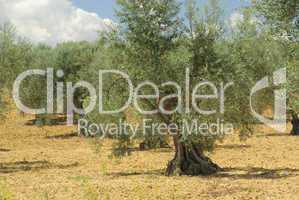 Olivenhain - olive grove 12