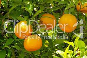 Orange am Baum - orange fruit on tree 08
