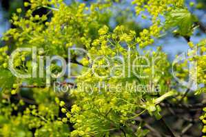 Ahornblüte - flowering of maple tree 02