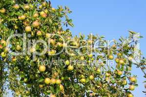 Apfel am Baum - apple on tree 67
