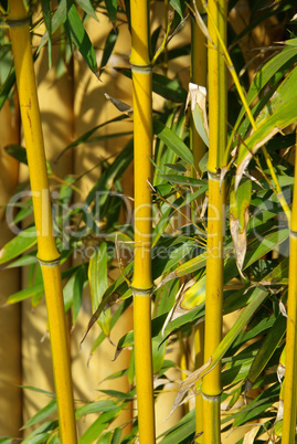 Bambus - bamboo 23