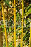 Bambus - bamboo 23