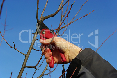 Baum verschneiden - tree cutting 21