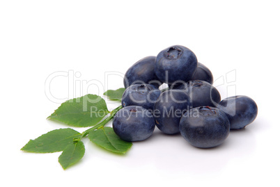 Heidelbeere - blueberry 01