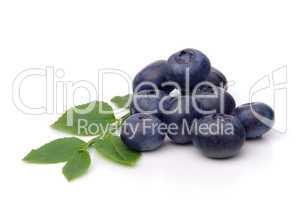 Heidelbeere - blueberry 01