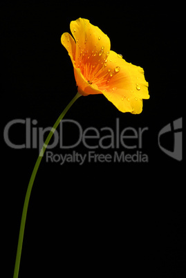 Kalifornischer Mohn - California poppy 03